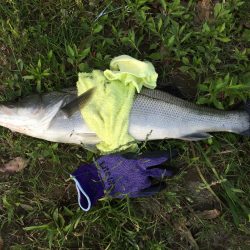 やまちゃんサツキマス狙いでスズキを釣る